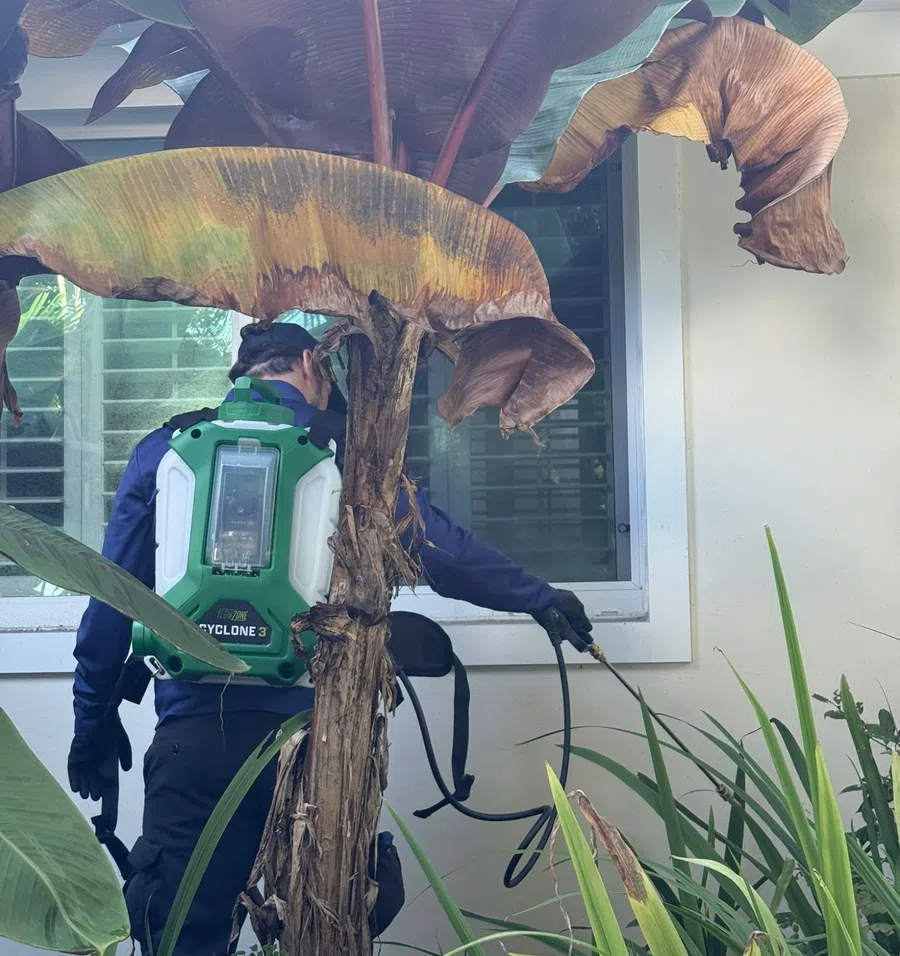 Person wearing pest control backpack sprayer treating plants near house window with large tropical leaves.