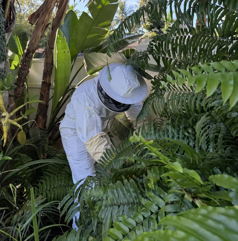 Person in white protective bee suit inspecting plants surrounded by lush green tropical foliage in daylight