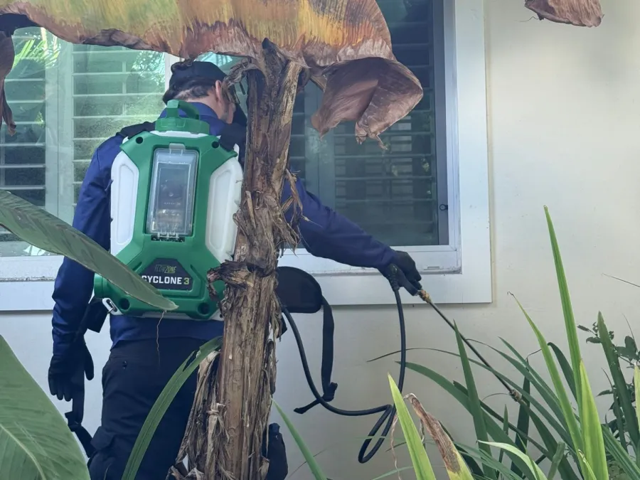 Person wearing pest control backpack sprayer treating plants near house window with large tropical leaves.