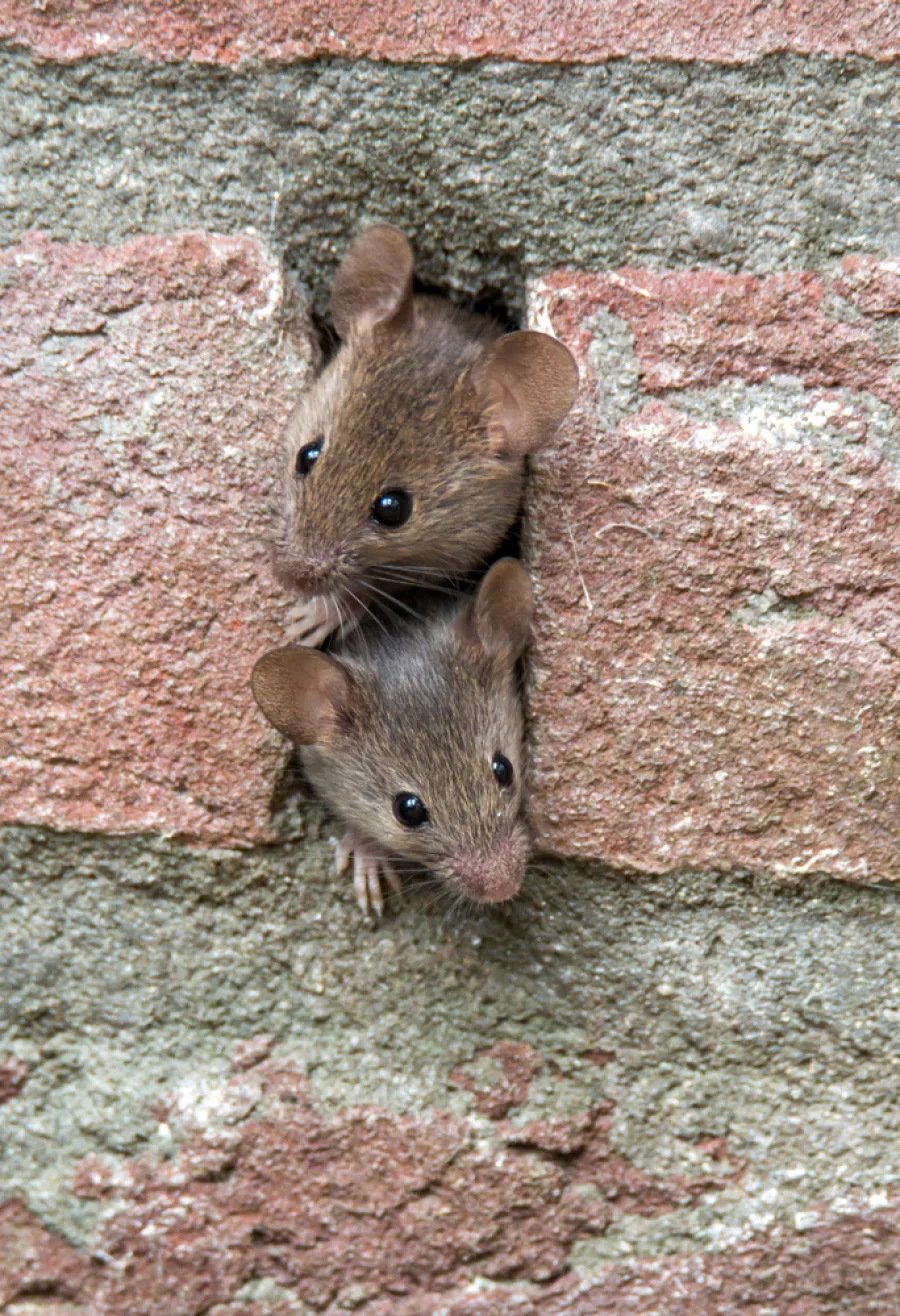 Two small brown mice peeking out from a gap in an old brick and mortar wall.