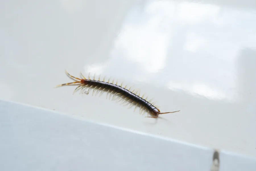 Close-up of a black centipede crawling on a smooth white tiled surface with reflections.