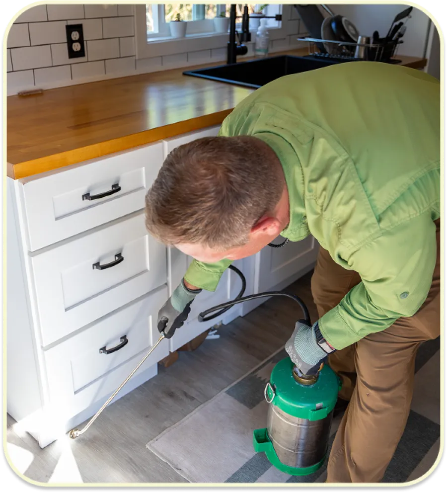 Person applying pest control spray around kitchen cabinets using green metal sprayer can.