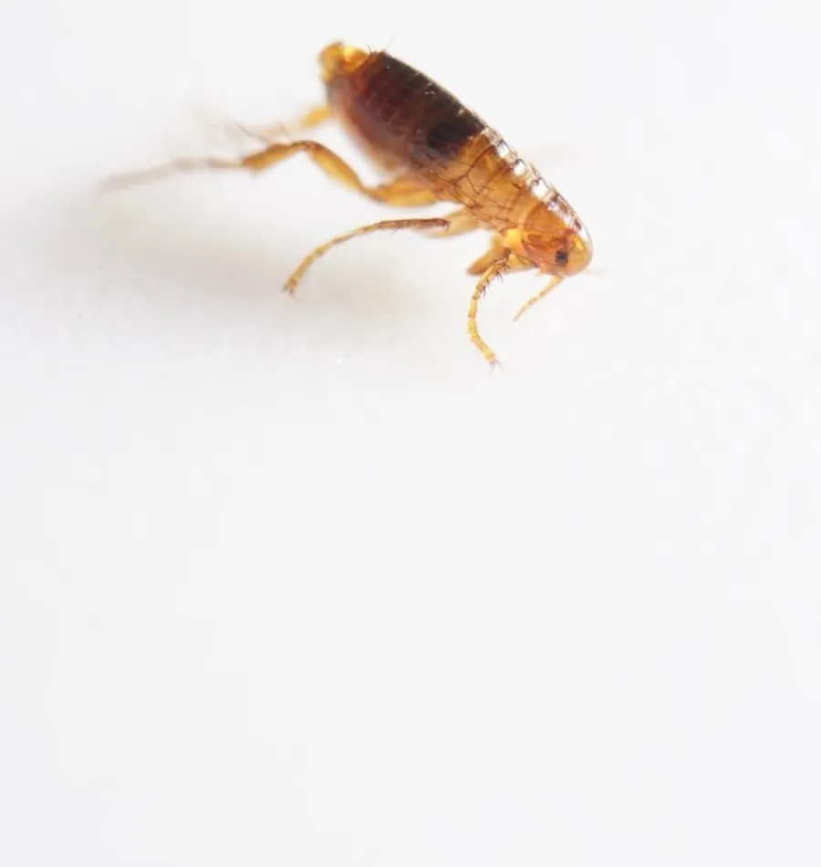 Close-up of a small brown flea on a white surface showing detailed legs and body segments.
