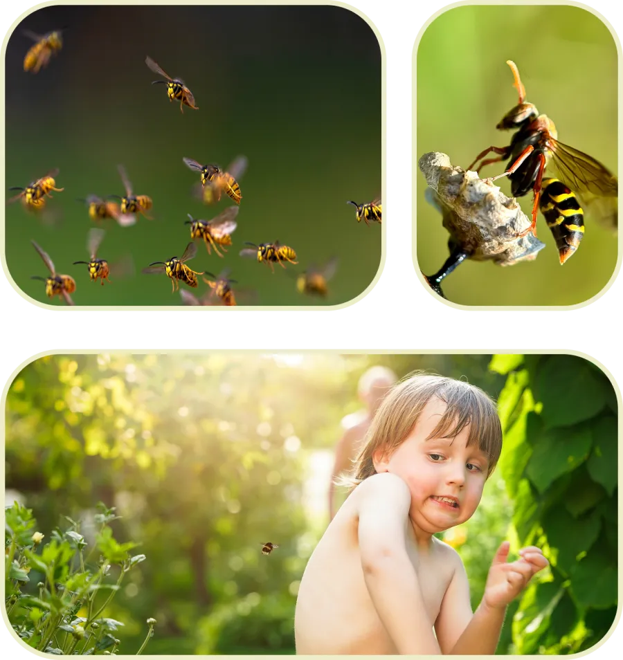 Close-up of wasps flying and a scared child reacting to a wasp in a sunny garden setting