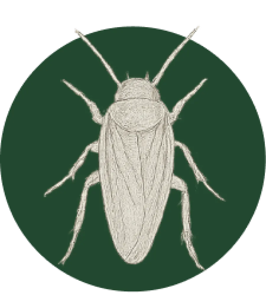 Detailed vintage illustration of a leafhopper insect with long antennae on a dark green circular background