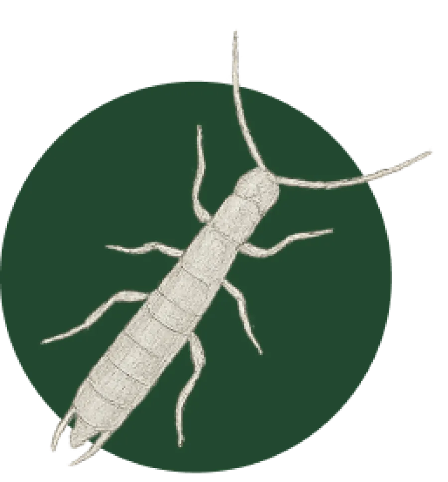 Close-up illustration of a silverfish insect with elongated body and long antennae on green background