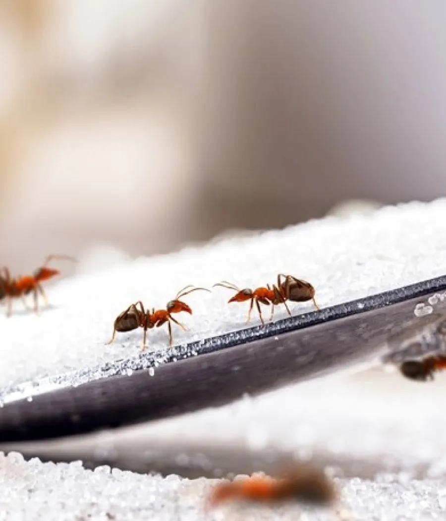 Close-up of red ants crawling on a spoon filled with white sugar granules on a blurred background.