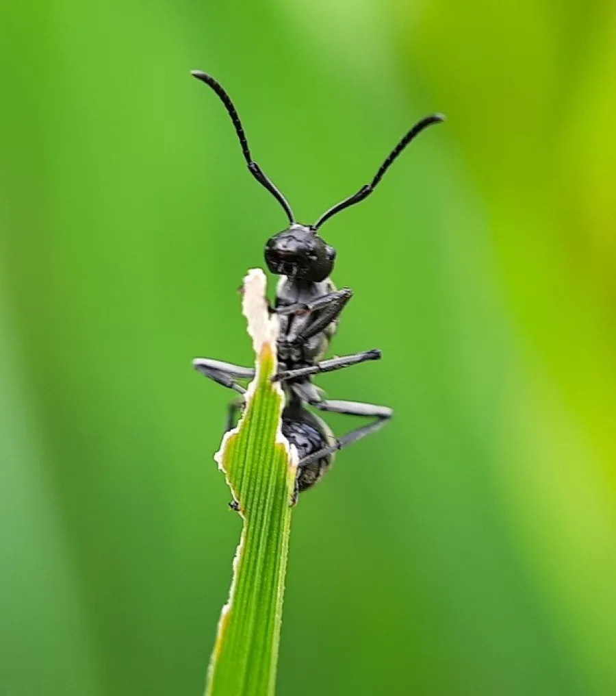 Close-up of a black ant climbing a partially eaten green leaf against a blurred green background