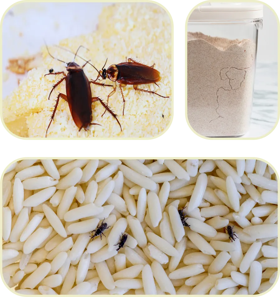 Cockroaches and ants infest stored grains and flour in kitchen containers and food products.