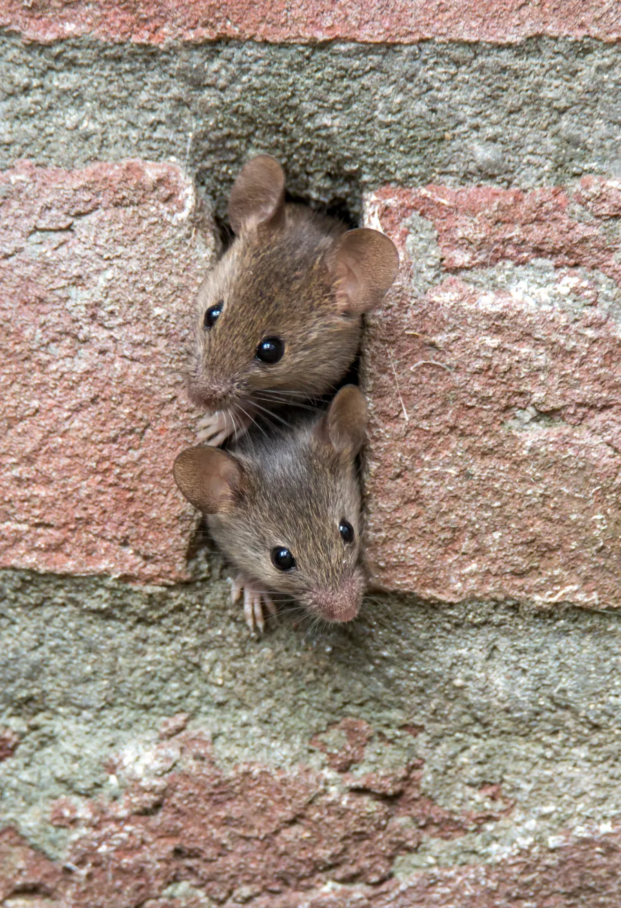 Two small brown mice peeking out of a narrow hole in a red and gray brick wall with curious expressions.