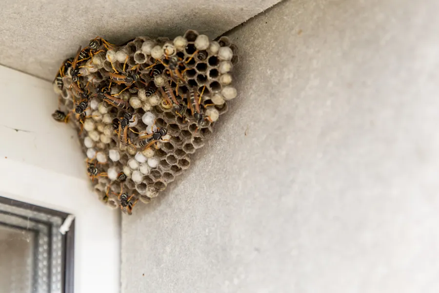 Close-up of a wasp nest with numerous wasps on a building corner near a window frame.