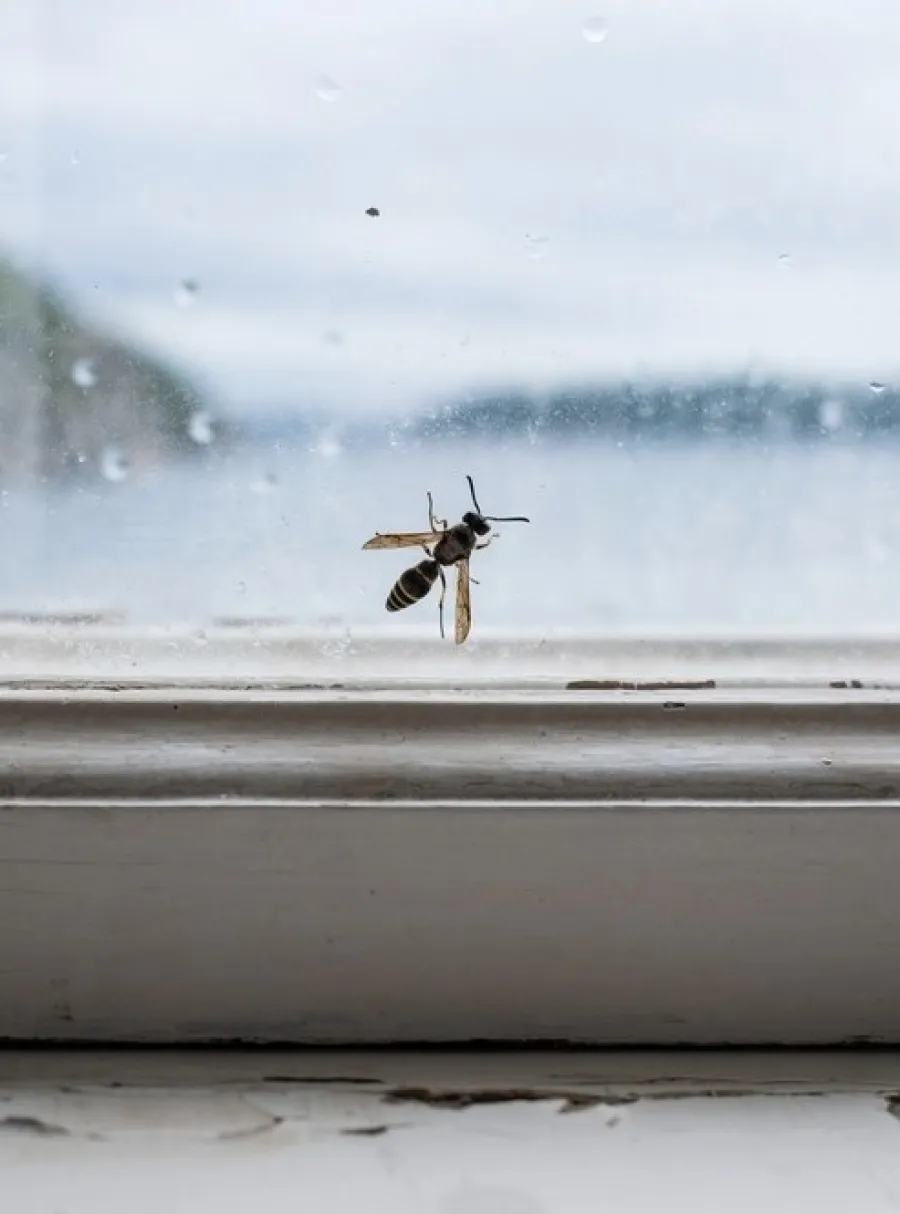 Close-up of a bee resting on a white window frame with a blurred lake and sky in the background.