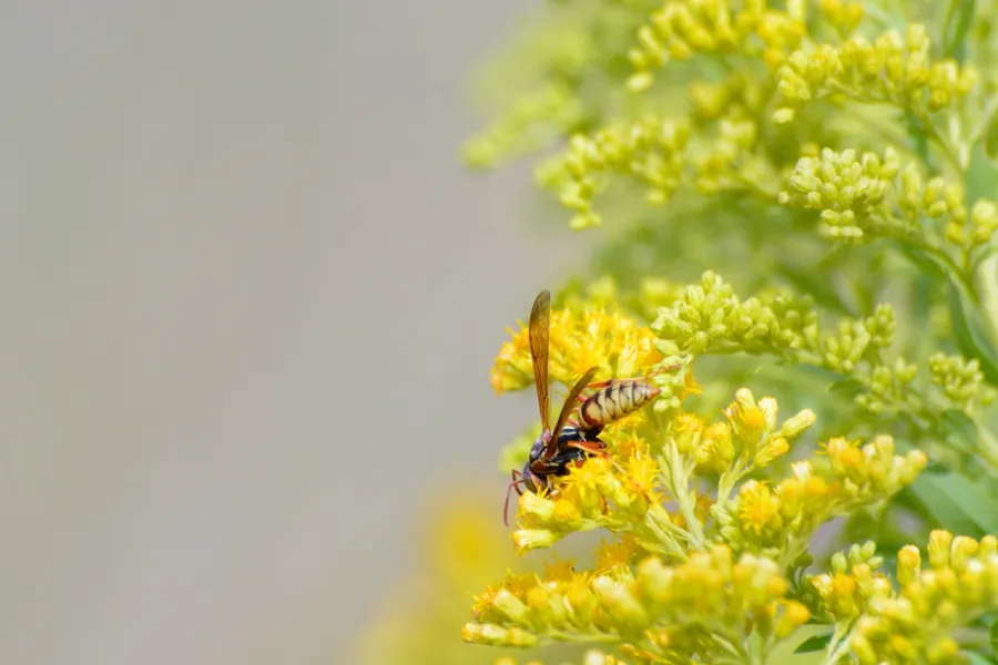 Close-up of a wasp on yellow goldenrod flowers with green foliage in soft focus background