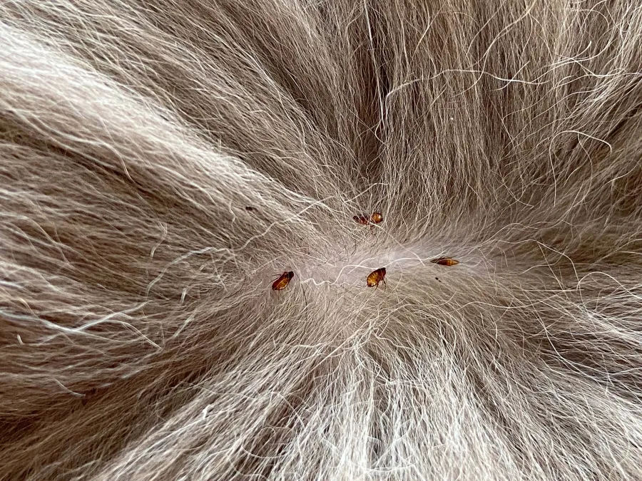 Close-up of light brown fur with several visible reddish-brown ticks attached to the skin.