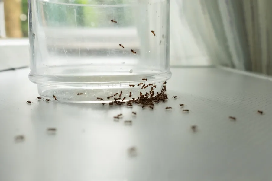 Ants swarming around and inside an inverted clear plastic container on a white surface near a window.
