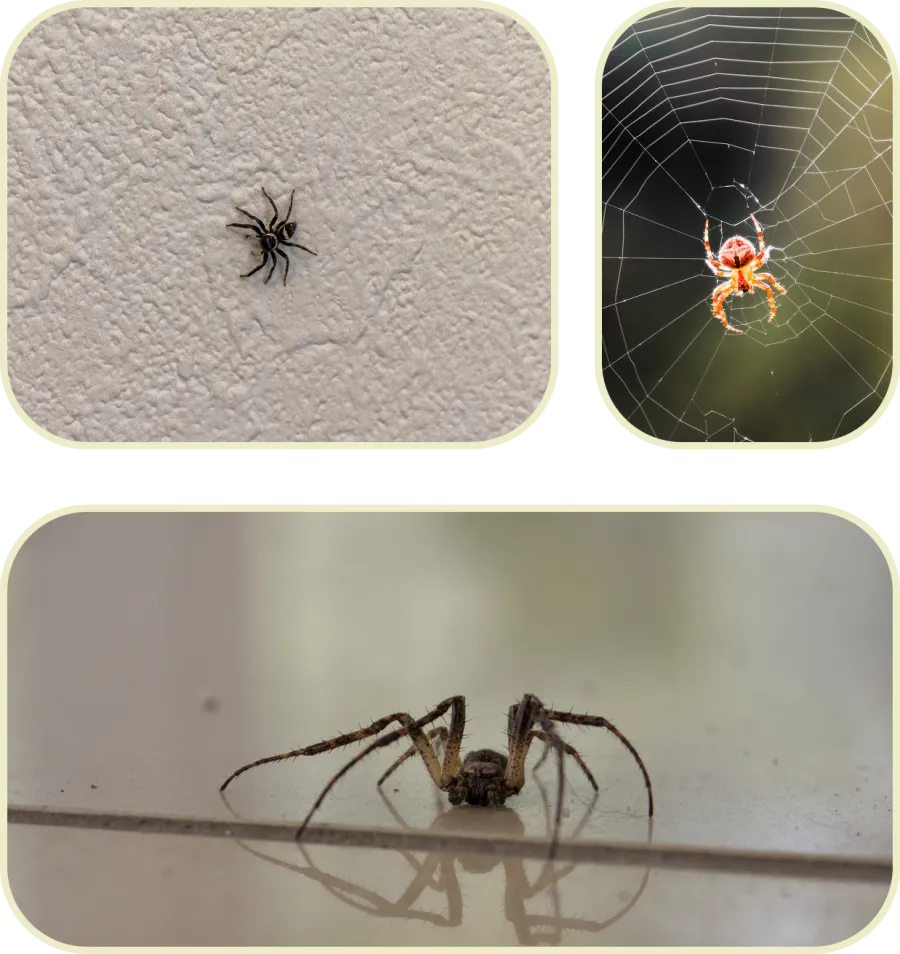 Three spiders in different settings: on wall, red spider on web, and on reflective surface close-up.