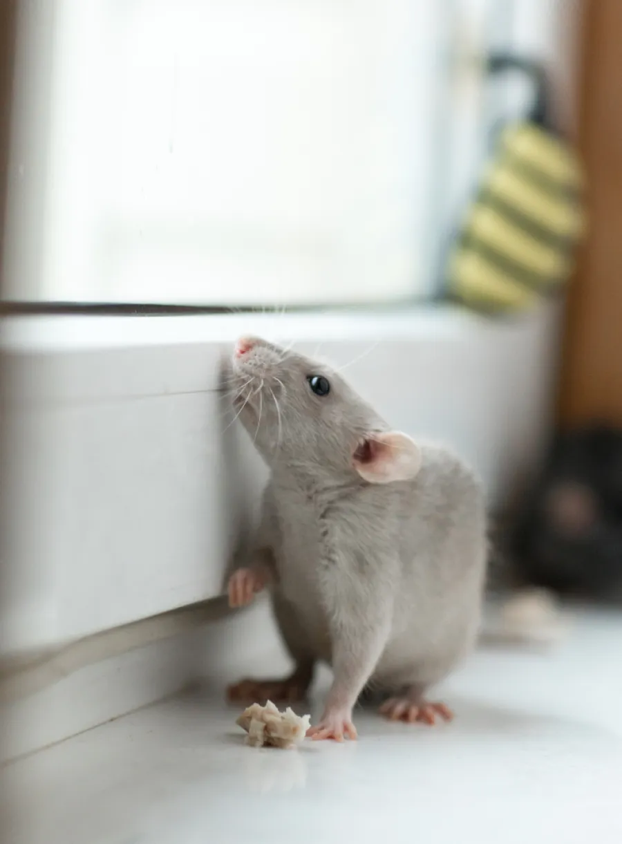 Gray rat sniffing near a window with a small piece of food on the floor indoors