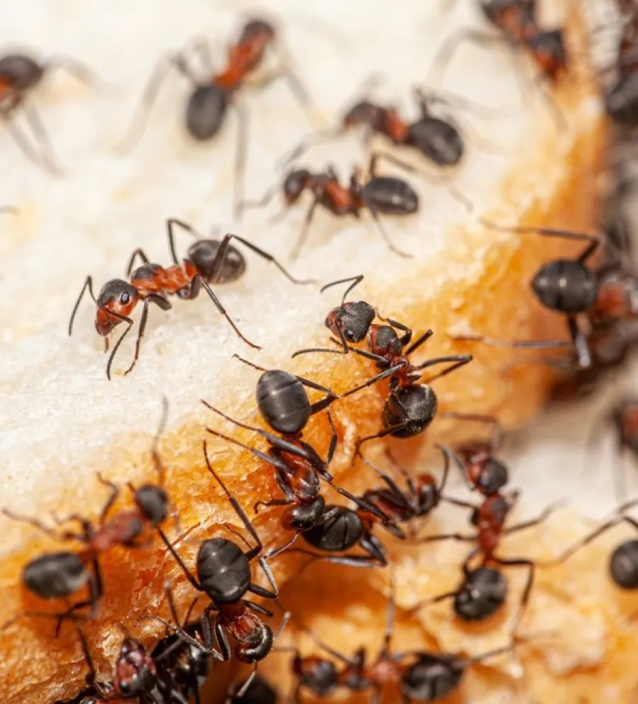 Close-up of black and red ants swarming and feeding on a piece of bread with a golden crust.