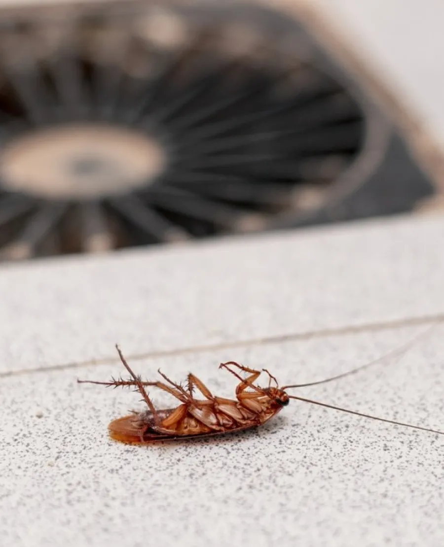 Close-up of a dead cockroach lying upside down on a tiled floor near a drain.