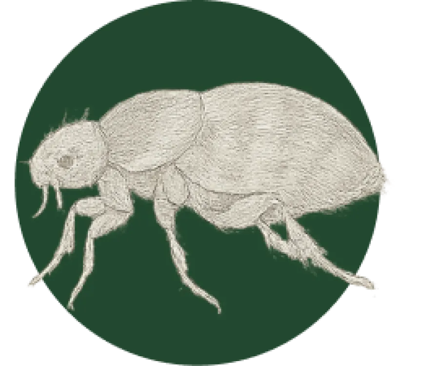 Detailed pencil sketch of a flea insect showing segmented body, legs, and antennae on green background