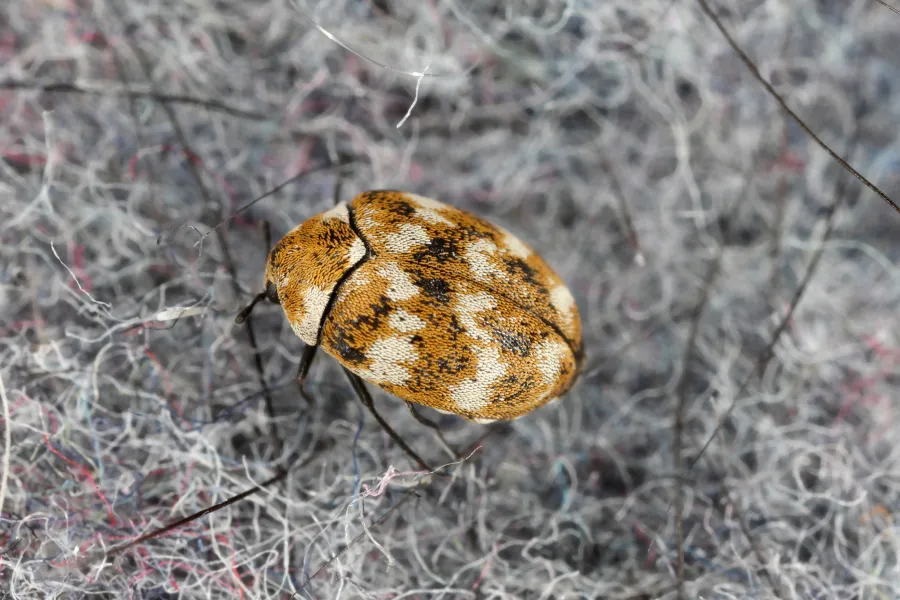 Close-up of a small brown and white patterned beetle on textured gray fabric fibers.