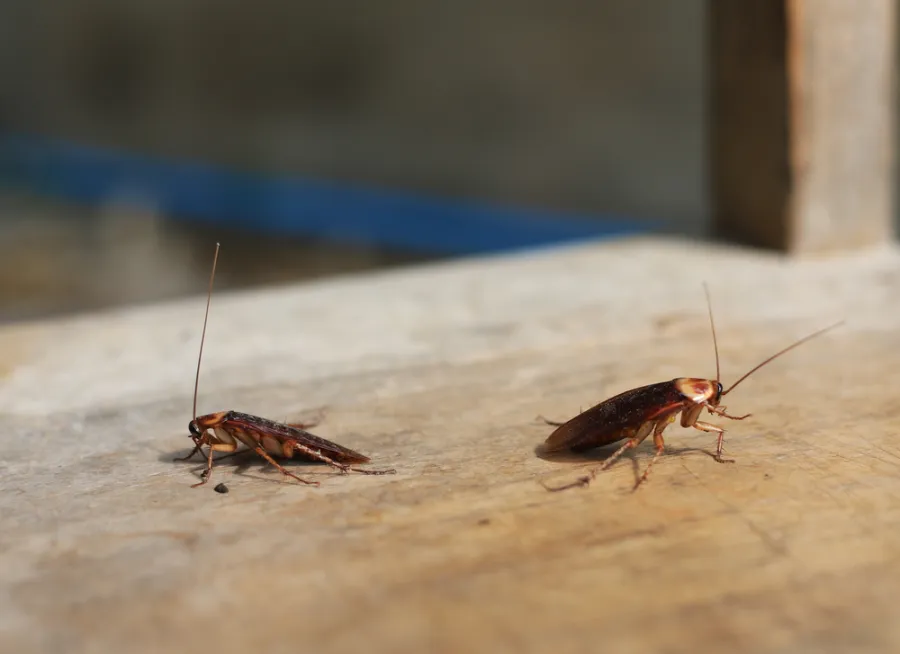 Two brown cockroaches on a wooden surface with a blurred background.