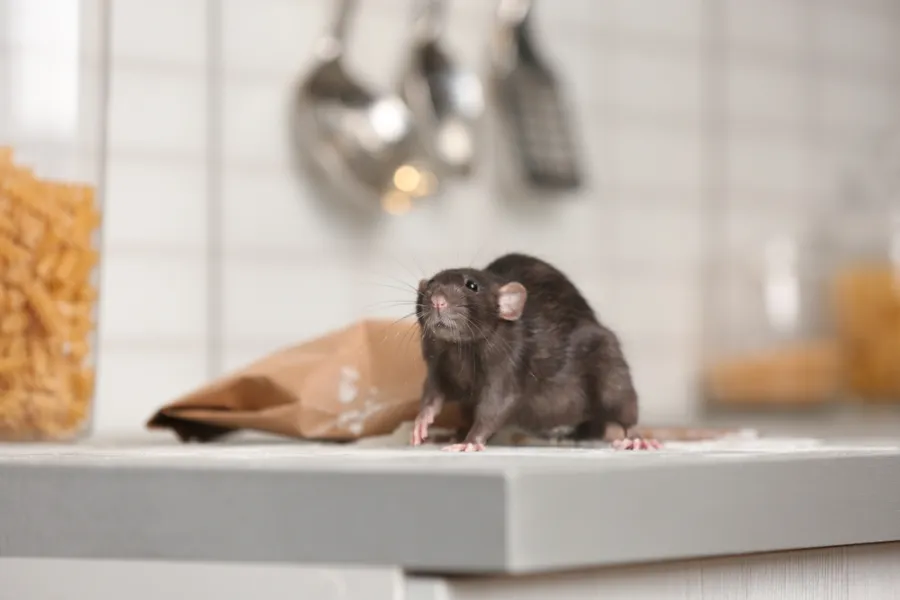 Black rat on a kitchen counter near a spilled paper bag with pasta jars in the background.