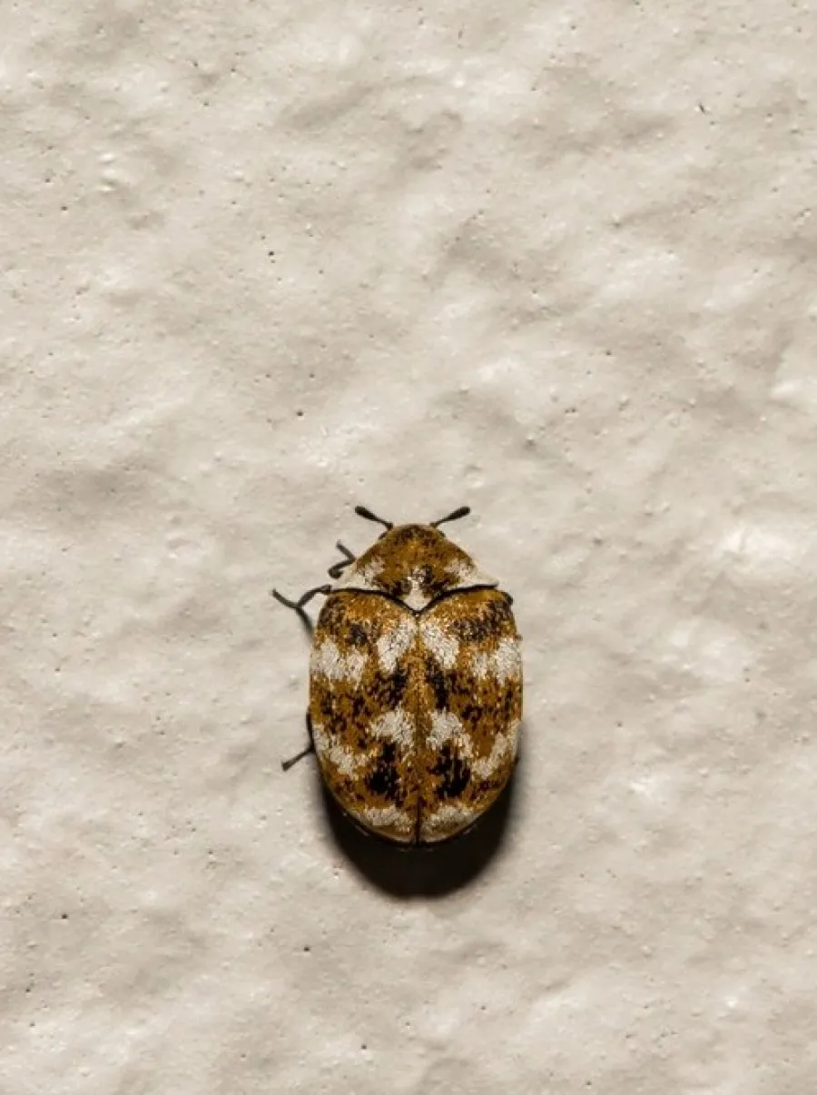 Close-up of a small brown and white carpet beetle on a beige textured wall surface with shadow.
