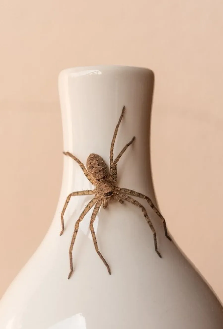 Brown spider resting on the neck of a white ceramic vase against a beige background.