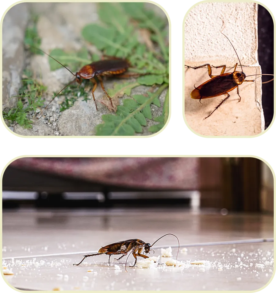 Close-up images of brown cockroaches on outdoor surfaces and indoor floor with food crumbs showing pest behavior.