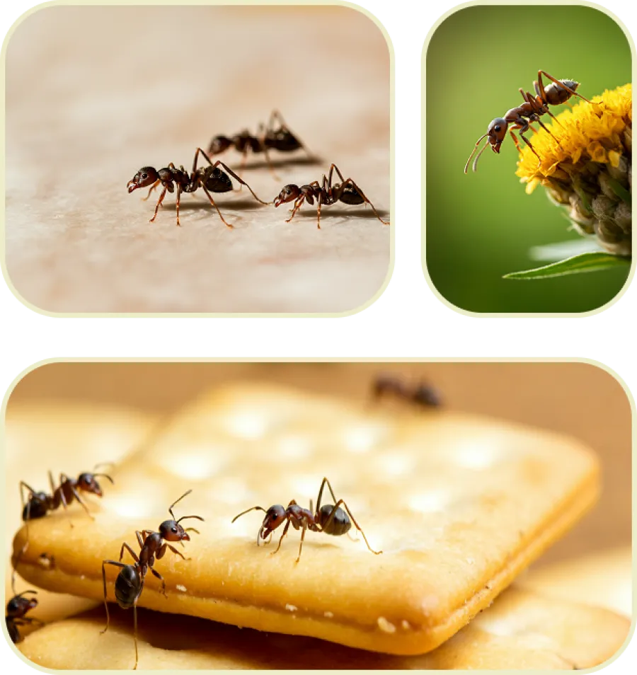 Close-up of ants walking on ground, a flower, and crackers, showing detailed textures and colony activity.