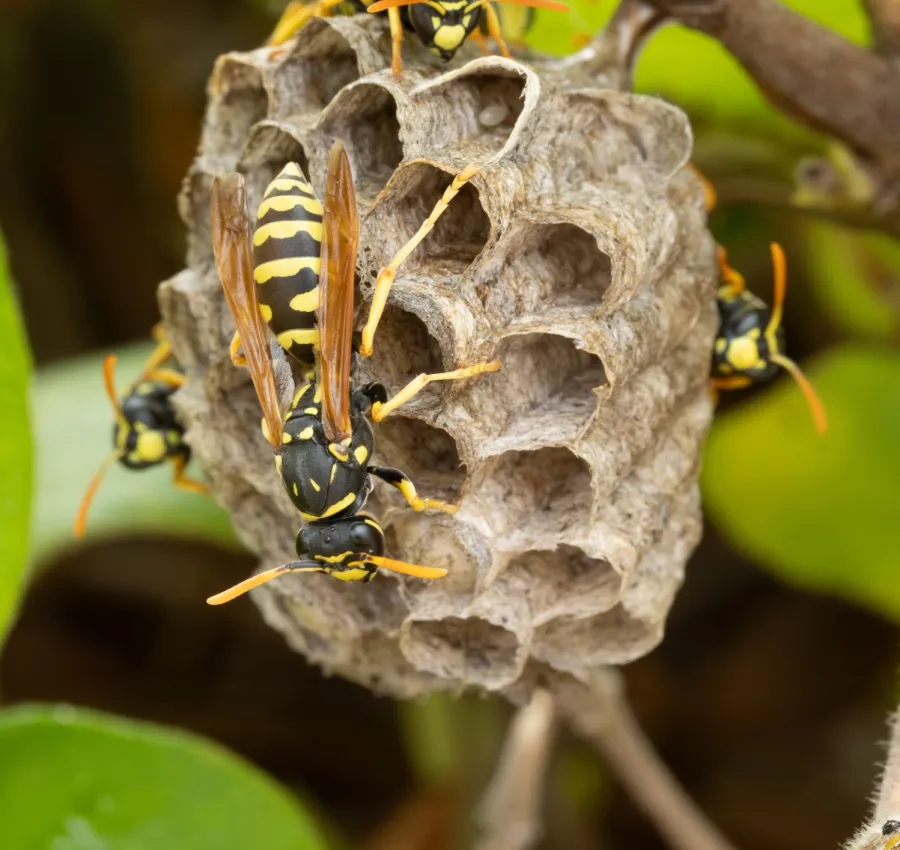 Close-up of a wasp nest with several wasps crawling on the hexagonal cells and nearby branches.