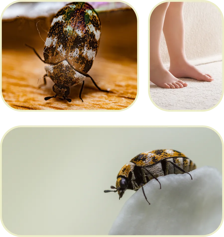 Close-up images of carpet beetle and bare feet on carpet illustrating common indoor pest issue
