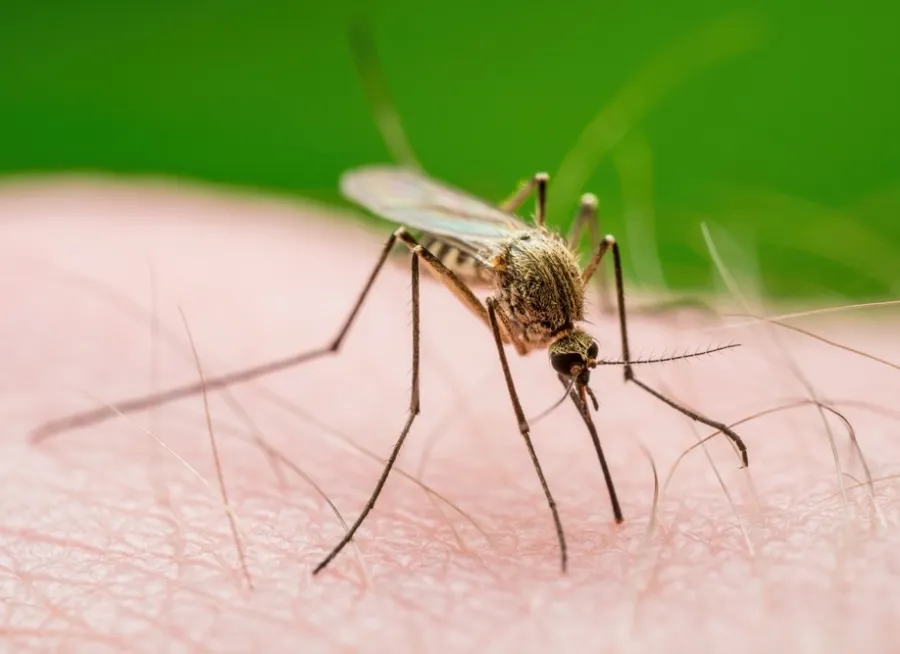 Close-up of a mosquito biting human skin with sharp focus on its legs and proboscis against green background