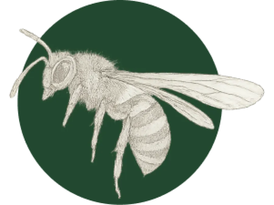 Detailed sketch of a honeybee with wings and antennae on a dark green circular background