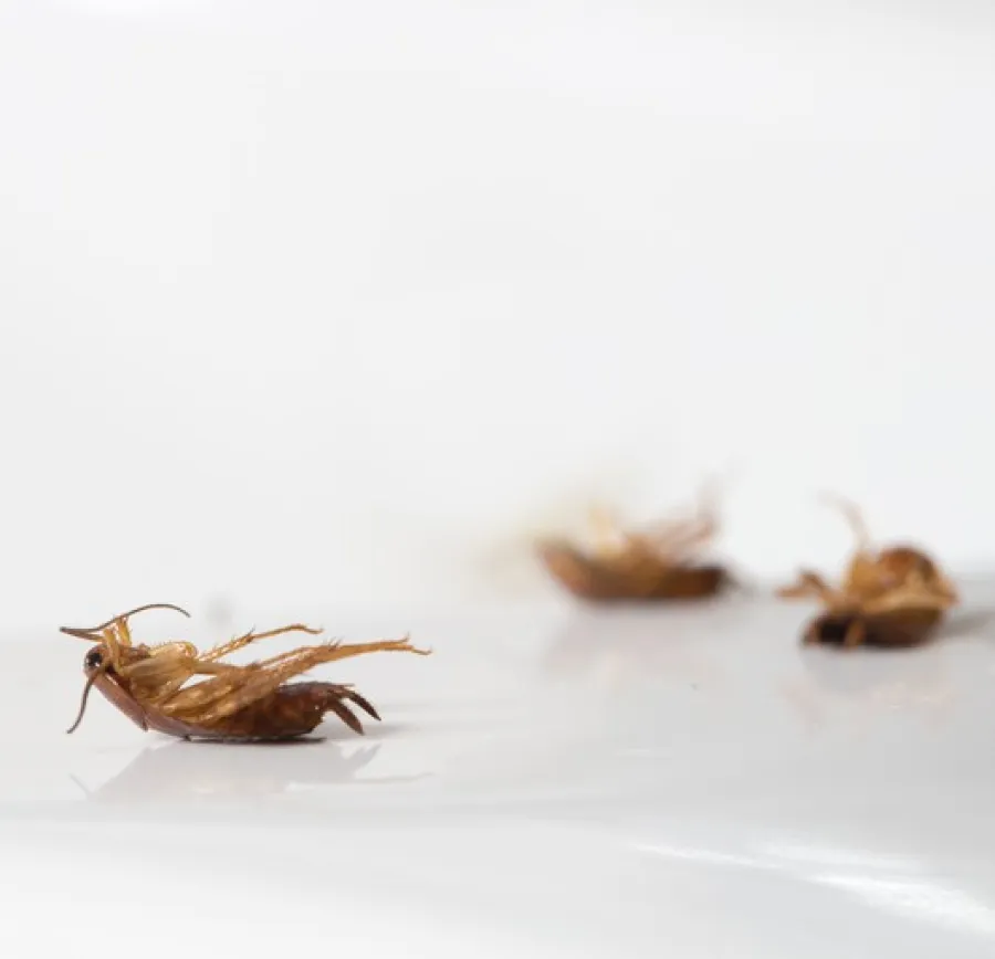 Close-up of dead cockroaches on a white surface with a blurred background for pest control concept.