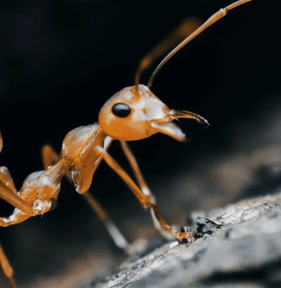 Close-up macro photo of an orange ant on a rough surface with dark blurred background.