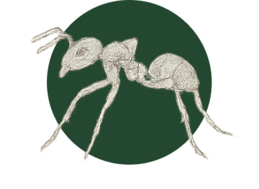 Detailed sketch of an ant showing segmented body parts and antennae on a dark green circular background