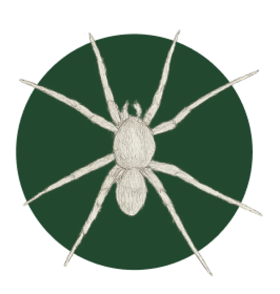 Detailed pencil sketch of a spider with eight legs on a dark green circular background.