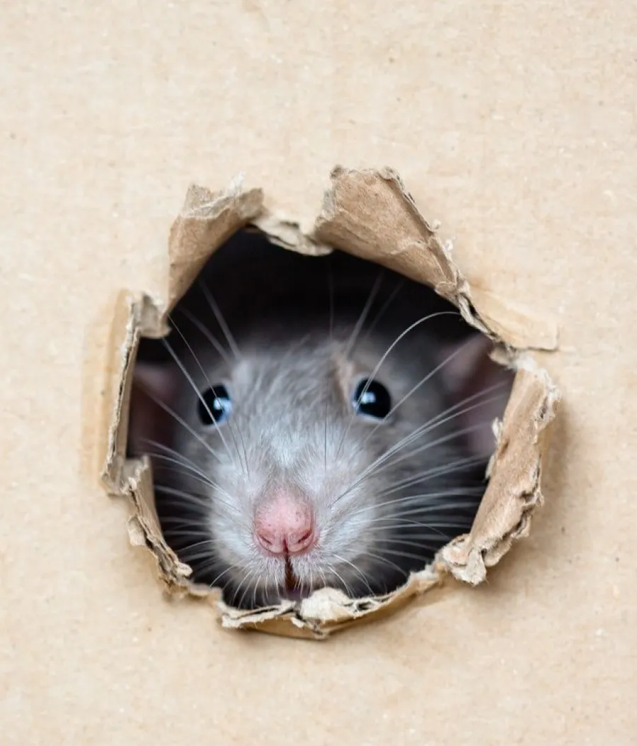 Close-up of a rat peeking through a torn hole in a cardboard box with whiskers and nose visible