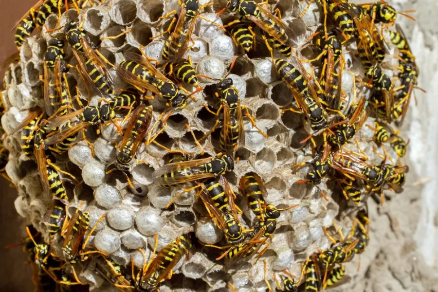 Close-up of black and red ants swarming and feeding on a piece of bread with a golden crust.