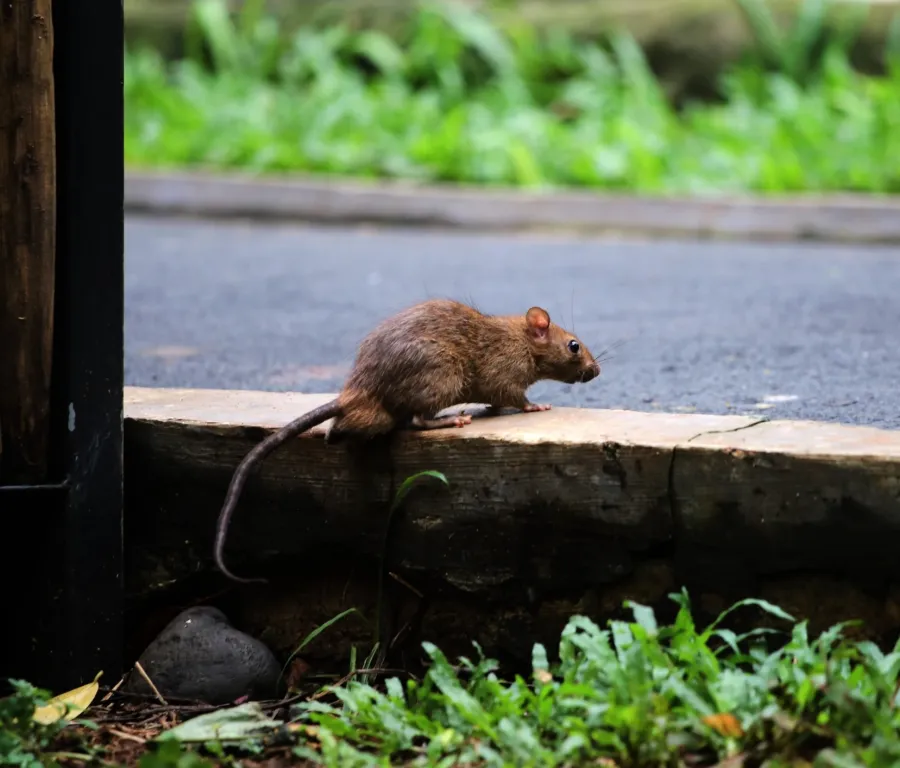 Brown rat with a long tail walking on a concrete ledge near grass and asphalt road in daylight.