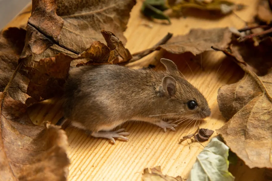 Small brown mouse among dry autumn leaves on a wooden surface close-up view