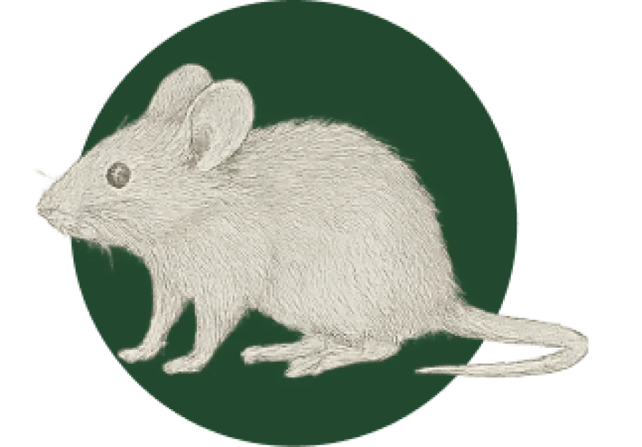 Detailed pencil sketch of a white mouse with large ears and long tail on a dark green circle background