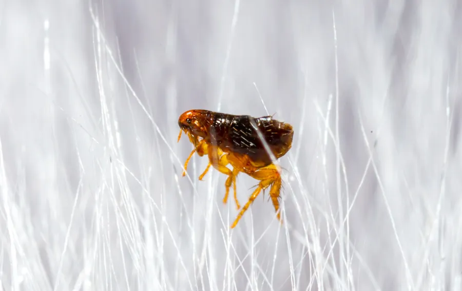 Close-up of a brown flea clinging to white hair strands against a blurred background.