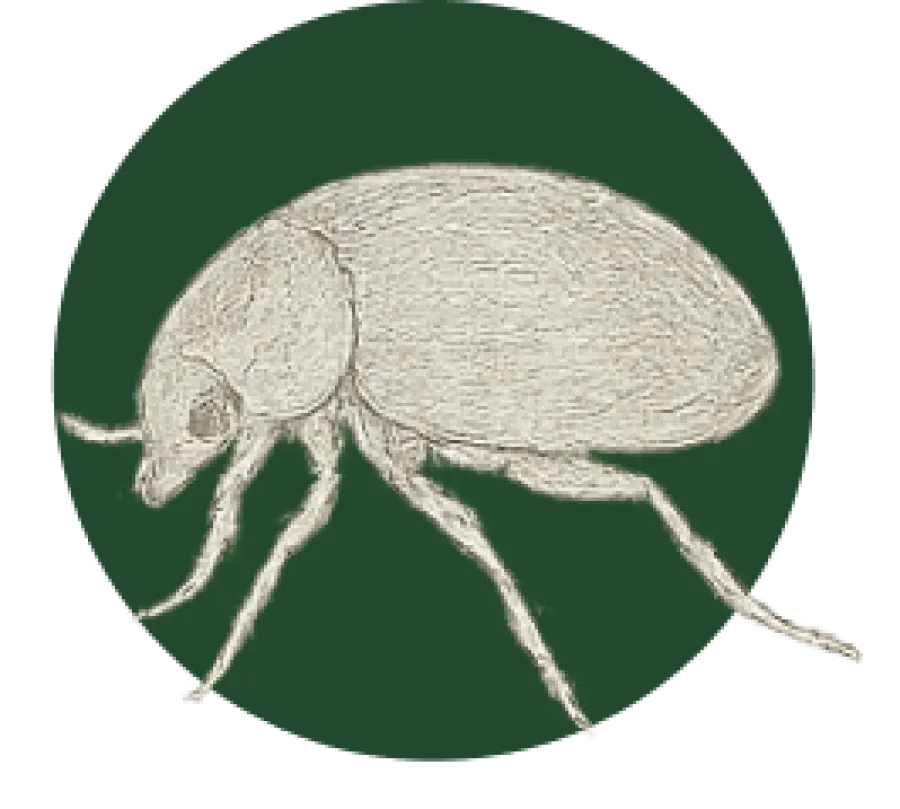 Detailed vintage illustration of a small insect with elongated body and six legs on a green circular background