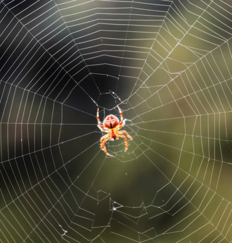 Orange spider perched in the center of an intricate spider web with a blurred natural background