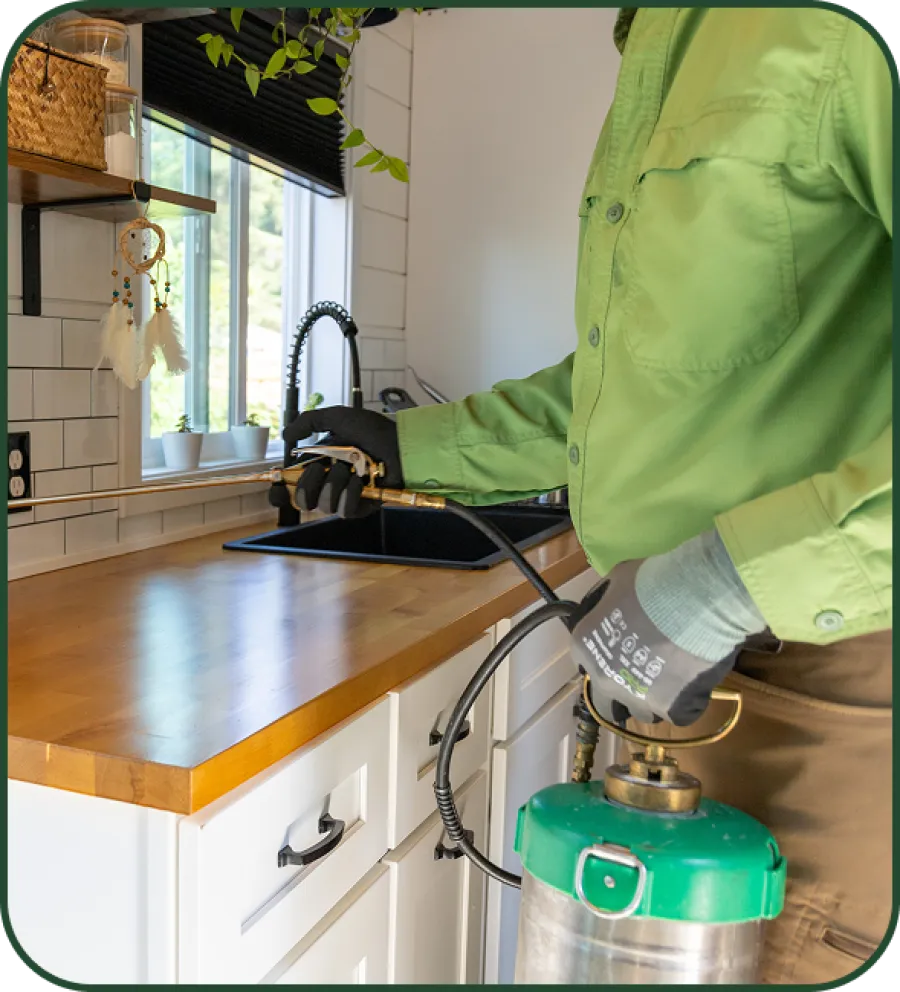Pest control technician spraying kitchen counter with insecticide sprayer wearing gloves and green shirt