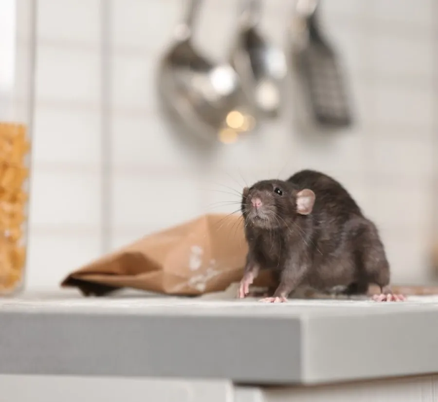 Black rat standing on kitchen countertop near pasta jar and paper bag with blurred background