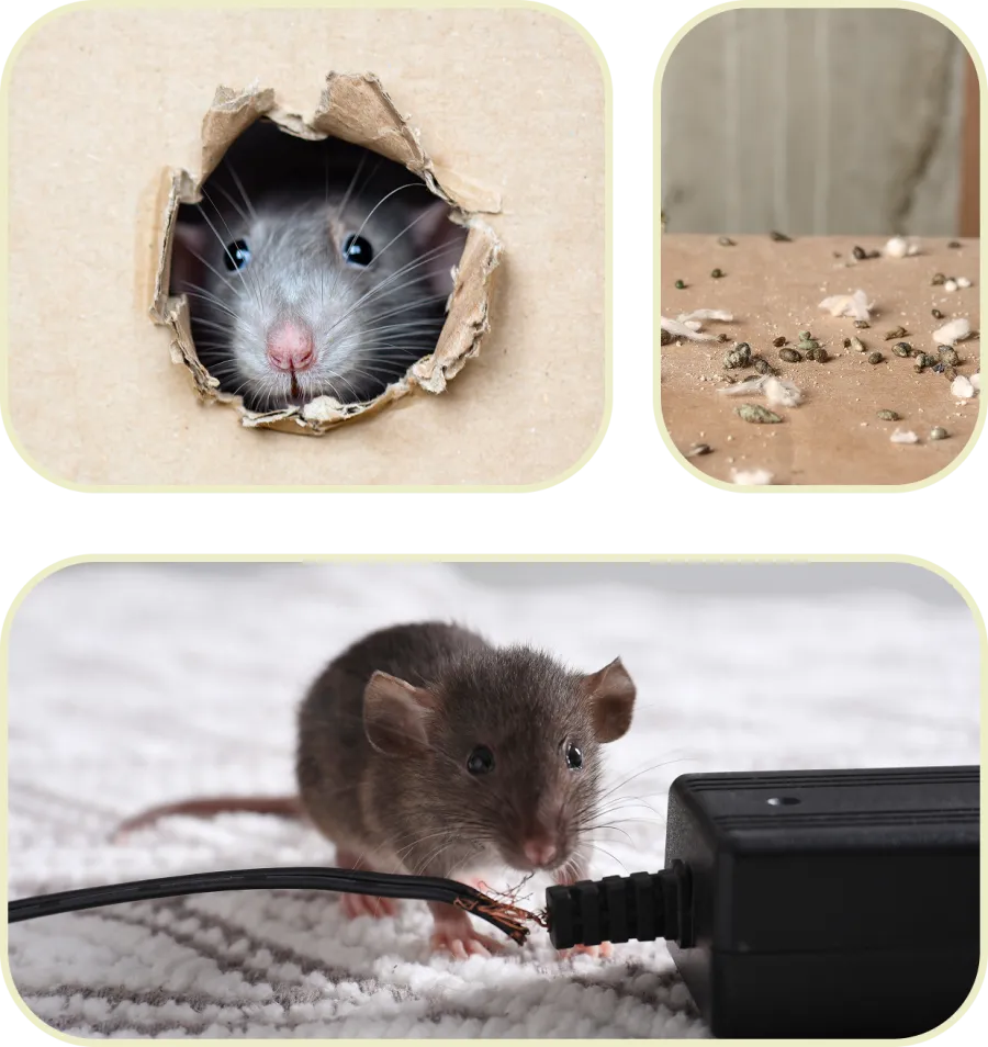 Rat peeking through torn cardboard hole, rat droppings on floor, and rat chewing on electrical cord.